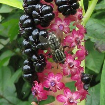 Fresh USA Seller Phytolacca Laka Boom Seed - $10.58