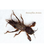 Large Mole Cricket Gryllotalpa Africana RARE Entomology Framed Shadowbox... - €58,89 EUR