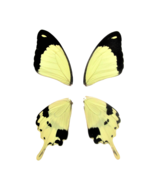 4 Papilio Dardanus butterfly wings, Africa, insect taxidermy, 2 pairs wings - €7,75 EUR