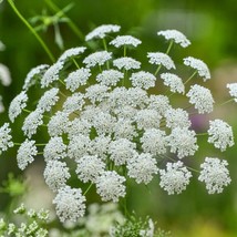 Bishops&#39;s Flower Seeds 300+ Ammi Majus - $8.98