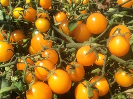 120+ Gold Nugget Cherry Tomato Seeds - Organic - Heirloom Supersweet Fresh Garde - £7.04 GBP