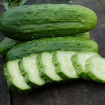 National Pickling Cucumber Seeds Pickles Gherkins NPPA NON-GMO  - £2.39 GBP