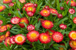400 Seeds Strawflower, Tall Double Mix - £9.98 GBP