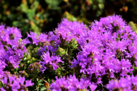 40 Pc Seeds Conehead Thyme Plant, Thymus Capitatus Seeds for Planting | RK - $16.80