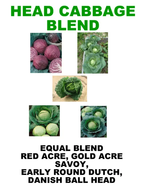 250 Head Cabbage Blend Red Acre / Gold Acre / Savoy / Early Round / Ball... - $5.86