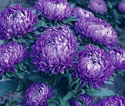 Aster Milady Blue Dwarf Callistephus Chinensis  20 Seeds From US - £8.66 GBP