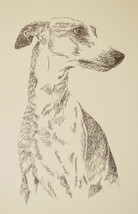 Whippet dog art portrait drawing PRINT 132 Kline adds dog&#39;s name free GREAT GIFT - £39.74 GBP