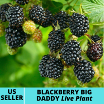 1Pcs Blackberry Big Daddy thornless Fruit Tree Rubus fruticosa Fruit Live Plant - £28.93 GBP