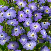 New Browallia Blue Lady Browallia Americana Flower Seeds Grower Fresh USA Garden - $9.00