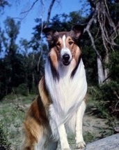 Lassie famous rough collie movie star dog poses in woodland 4x6 photo  inch post - £4.70 GBP