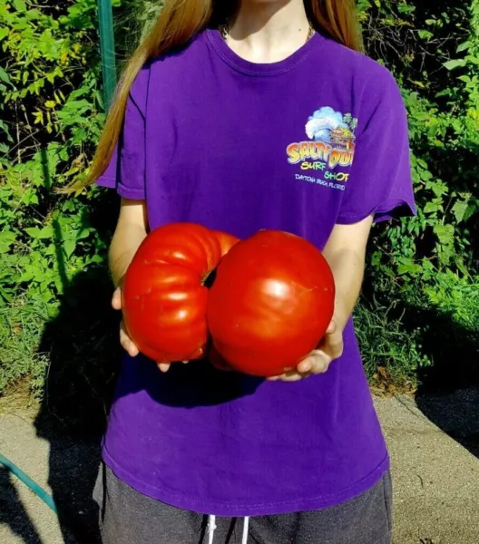 30+ Big Zac Tomato Seeds - World Record Size - Huge Fresh Garden - £6.84 GBP
