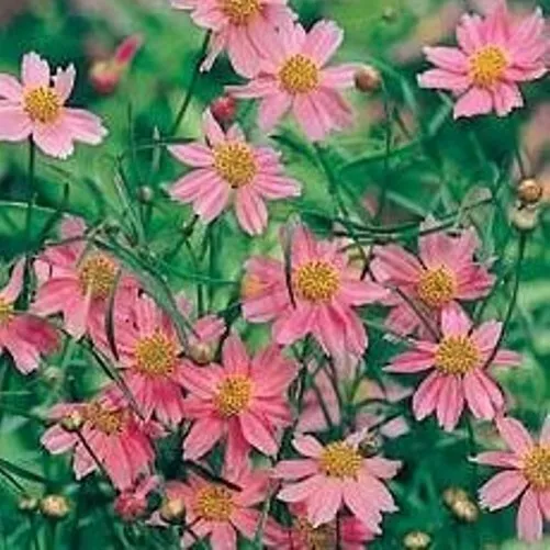 Sun Coreopsis American Dream Pink Tall Tickseed  2.5 Inch Pot  - £20.41 GBP