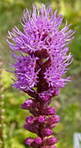 FREE SHIPPING Liatris squarrosa Scaly Blazing Star Rattlesnake Master  100 Seeds - £10.97 GBP