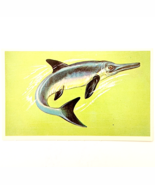1975 OPHTHALMOSAURUS Dinosaur Card Vintage Prehistoric Illustration Ephe... - $368.02 MXN