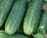 Carolina Cucumber Seeds 50 Vegetables Cooking Culinary Pickling Fast Shi... - $8.99