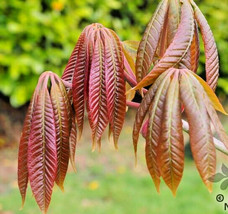 5 Wilsons Horse Chestnut Nuts Aesculus Chinensis Var Wilsonii Seeds Fresh Fast S - $15.80