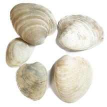 5 Piece Clam Shell Lot Assorted Size Medium 6&quot; Hard Clam - $17.99