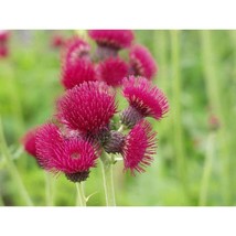 200+ Plume Thistle Seeds – Hardy Perennial Wildflower for Pollinators - $16.50