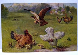 Hawk Grabs Baby Chick Roosters Hens Postcard Signed Muller Germany Series 216 - £13.40 GBP