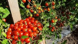 Guashi Store 100 Seeds Cherry Tomato Super Sweet Large Seeds Heirloom Non Gmo Ra - £7.04 GBP