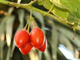 10 Seeds Tamarillo Tree Tomato Cyphomandra Betacea - £15.18 GBP