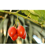 10 Seeds Tamarillo Tree Tomato Cyphomandra Betacea - £15.36 GBP