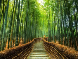 Bamboo Forest Wall Art, Kyoto Wall Art, Kyoto Canvas, Bamboo Art, Stretched - £46.83 GBP