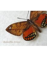 Real Orange Moth Castnia Athis Flavimaculata RARE Framed Entomology Shad... - $2,228.55 MXN