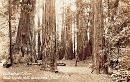 Muir Wood Monument-Cathedral Grove + Redwood Hollow - Lot 2 Genuine Photos-
s... - £7.35 GBP