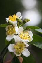 10 Seeds Camphor Tree Cinnamomum Camphora Heirloom Seeds Sprout Quickly Beautify - £14.58 GBP