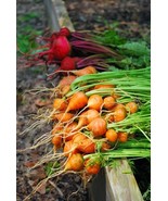 VCS Parisian Carrot Seeds 1000 Count Pkt Tender Round Globes Sweet &amp; Tas... - $274.71 MXN