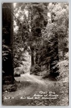 RPPC Trail Thru Avenue Of Giants Muir Woods Nat&#39;l Monument Postcard Q29 - £6.90 GBP