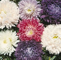 Aster Seeds Ball Florist Mix 100 Seeds Cut Flower Seeds Garden USA - £7.64 GBP