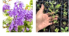 Plant Tree 8+” Tall Jacaranda Brazilian Live Blue Purple Flowering - £24.34 GBP