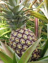 1 Pcs Pineapple Plant - Kona Sugarloaf - Live plant edible fruit Ananas ... - £23.50 GBP