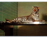 Lot of 11 Big Cats Lions Tigers Leopards Chrome Postcards U9 - $9.85