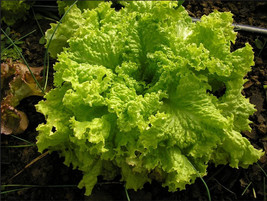 KKG Lettuce Seeds Leaf Grand Rapids Seeds Fresh Garden - $7.89