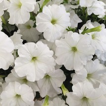 New Seeds 2R7D3 Petunia Seeds Success White 100 Petunia Pelleted Seeds U... - £35.60 GBP