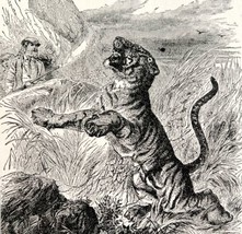 Stalking Bengal Tiger Killed By Tourist 1887 Wood Engraving Victorian Art DWEE29 - £19.65 GBP