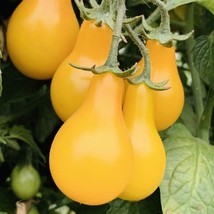 Yellow Pear Tomato + seeds  Heirloom  From US - $6.99