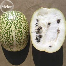 SL Heirloom Malabar Gourd Seeds, 8 Seeds, Fig Leaf Gourd Chilacayote Asian Pumpk - $1.38