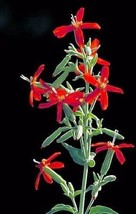 300 Seeds Royal RED Catchfly Hummingbird &amp; Native Flower Silene Regia Lulu Certi - £5.92 GBP