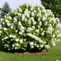 LimaJa Hydrangea 60 Seeds White Bush, Hedge, Shrub | Hydrangea quercifolia - £3.99 GBP