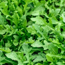 Fresh Garden Slow Bolt Arugula | Heirloom | Organic | Cold Hearty | herb... - £7.45 GBP