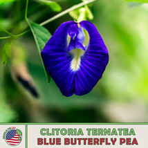 FA Store 10 Blue Butterfly Pea Seeds Clitoria Ternatea Culinary Medicinal - £9.65 GBP