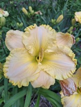 BRN Hemerocallis Daylily Super Ruffled Lace 1 Fan Bareroot Starter Plant... - $400.76 MXN