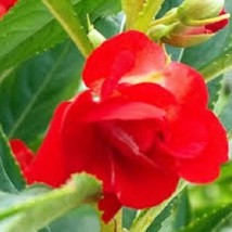 USA Seller 40 Red Balsam Heirloom Perennial Flower Seeds Fast Shipping - £16.43 GBP