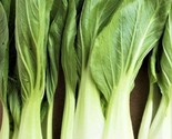 White Stem Cabbage Bok Choy Seeds 200 Seeds  Fast Shipping - $7.99