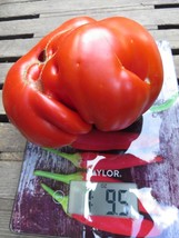 Brilliant Opedisano - huge red slicing tomato with robust flavor - $5.25