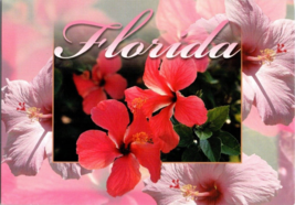 Postcard Florida A Tropical Paradise of Flowers Photo John H. Curteich  6 x 4 &quot; - £3.16 GBP